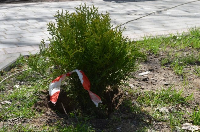 Граблі, мітли і нові деревця: весняна толока у луцькому парку. ФОТО