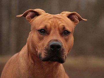 На Волині працівник психлікарні застрелив стаффордширського тер’єра