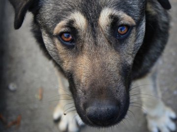 22-річного волинянина судитимуть за жорстоке вбивство собаки
