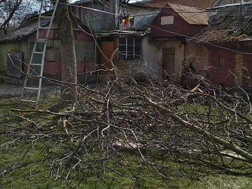 У Луцьку покарали чоловіка, який незаконно зрізав дерева
