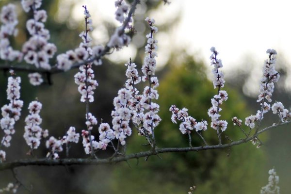 Луцьк цвіте та пахне. ФОТО