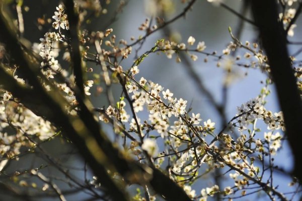 Луцьк цвіте та пахне. ФОТО