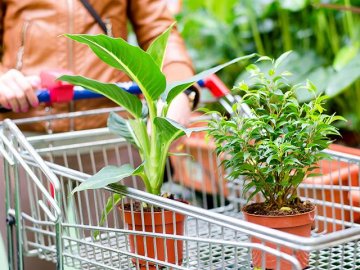 Переваги використання мінеральної вати для вирощування рослин*