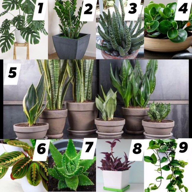 Волинська майстриня назвала невибагливі рослини, що зроблять домівку затишною