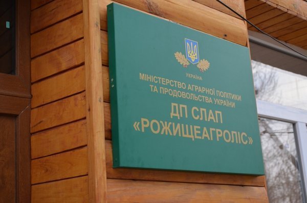 Як на Волині садять ліс. ФОТО