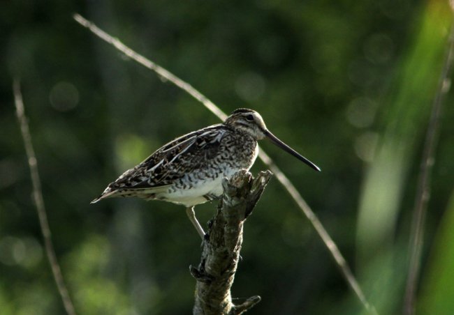 Волинський фотограф «упіймав» рідкісну пташку. ФОТО