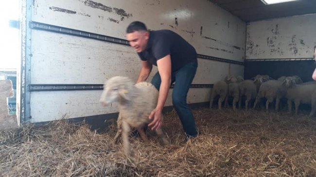 Фермер з Волині отримав овець, яких він виграв на шоу «Громада на мільйон». ФОТО