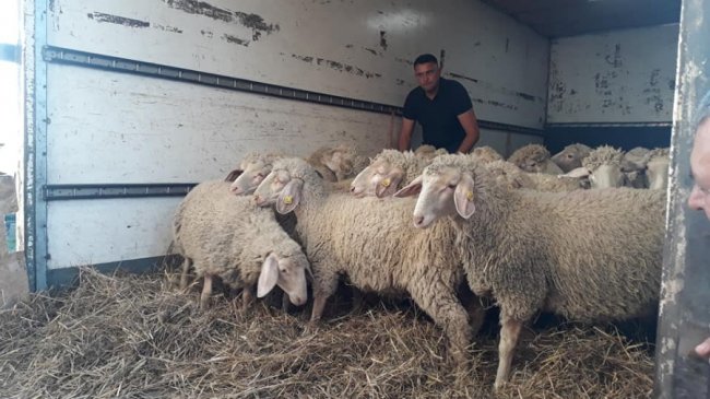 Фермер з Волині отримав овець, яких він виграв на шоу «Громада на мільйон». ФОТО