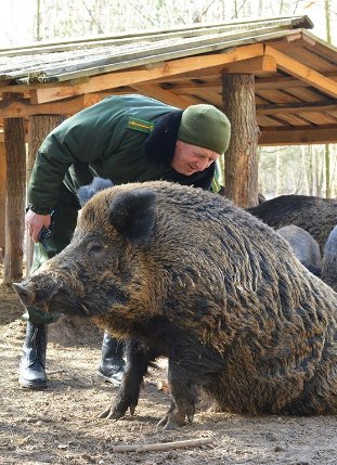Качки, ставки з рибою і кабан Федір: як на Волині розвивається еко-туризм. ФОТО