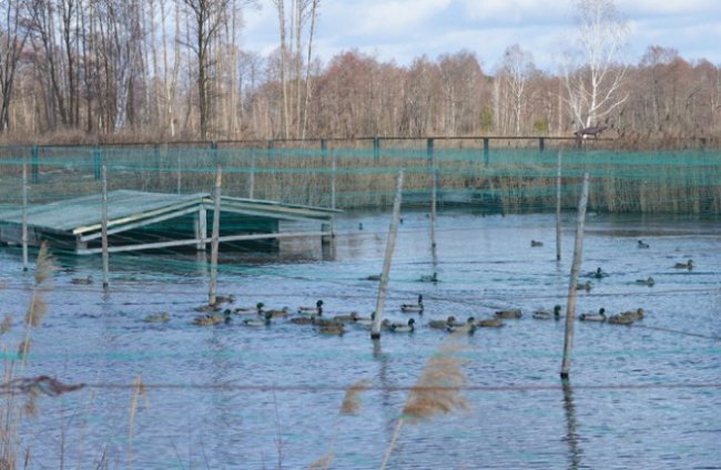 Качки, ставки з рибою і кабан Федір: як на Волині розвивається еко-туризм. ФОТО
