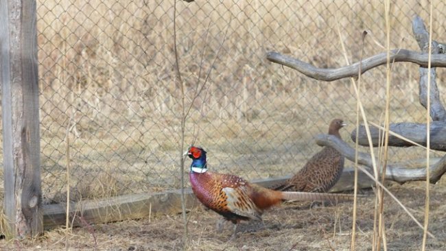 Качки, ставки з рибою і кабан Федір: як на Волині розвивається еко-туризм. ФОТО