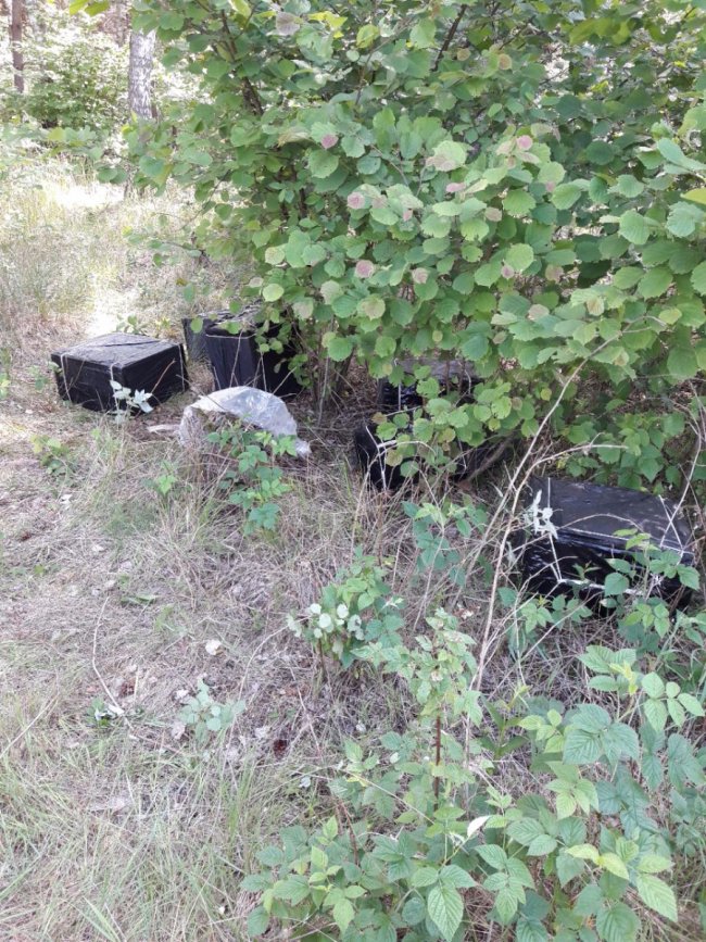 У лісі на Волині виявили сховок із контрабандними цигарками