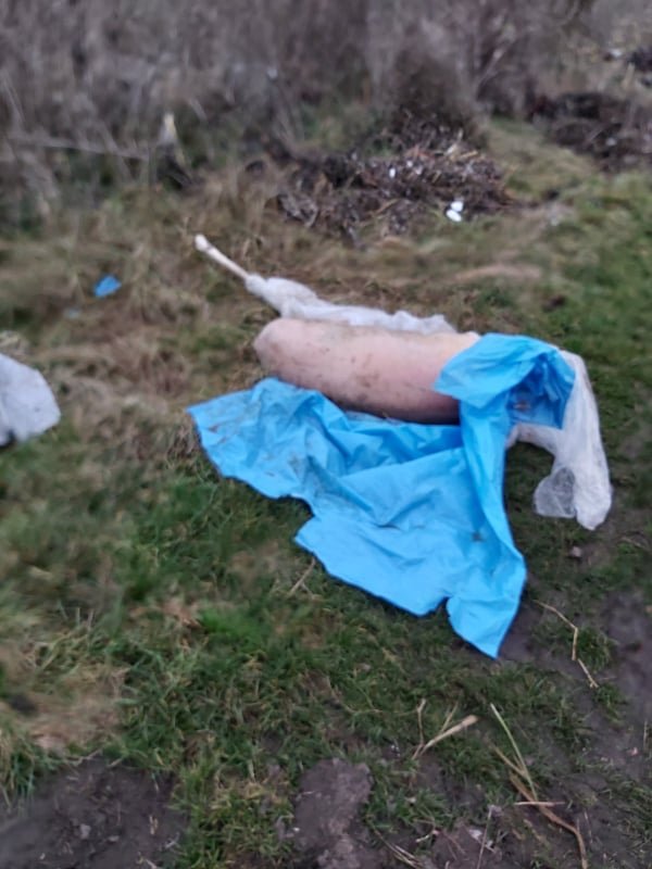 Під Луцьком на сміттєзвалище викинули тушки мертвих свиней. ФОТО 18+