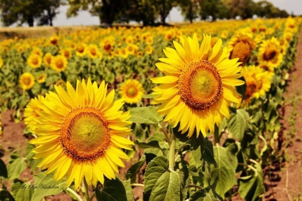 Фотовиставка Ольги Кошелєвої