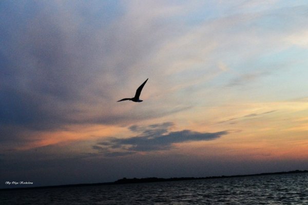 Фотовиставка Ольги Кошелєвої