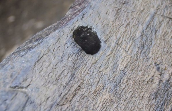 Кому належала унікальна волинська знахідка? ФОТО. ВІДЕО