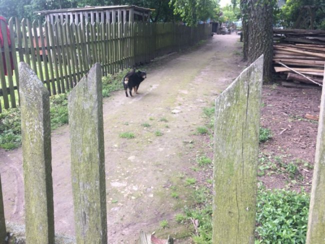 Колись людне село на Волині перетворилось на хутір, де проживає лише дві людини. ФОТО