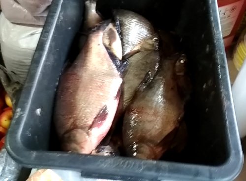 За тиждень на Волині конфіскували 20 кілограмів нелегальної риби