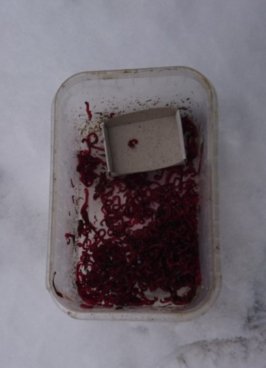 За тиждень на Волині конфіскували 20 кілограмів нелегальної риби