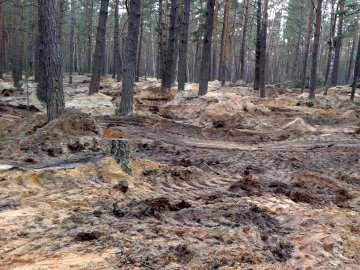 Перелік волинських лісів, знищених через бурштин