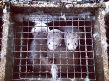 Норкова ферма на Волині: тварин годуватимуть кишками, а їх трупи зберігатимуть в холодильниках