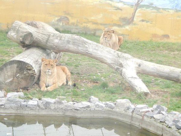 Зоопарк в Замості: погляд з Луцька. ФОТО