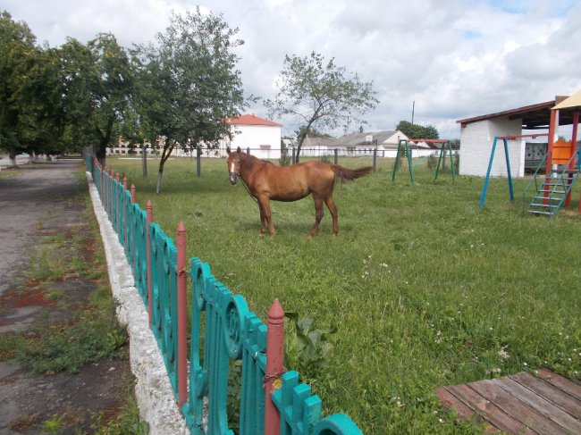 «Майте стид і совість»: на дитячому майданчику випасають коней і розпивають спиртне