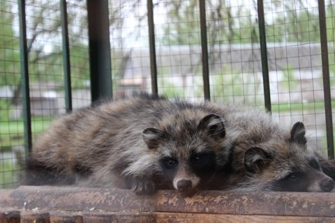 Звіринець в Луцьку відкриється 5 травня. ФОТО
