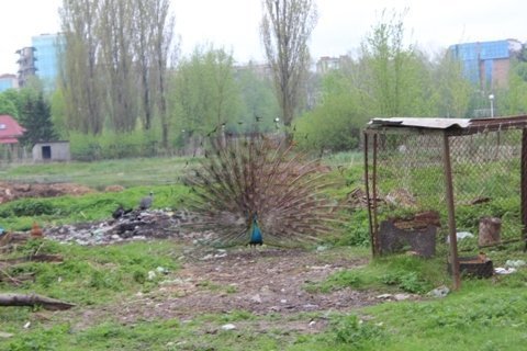 Звіринець в Луцьку відкриється 5 травня. ФОТО