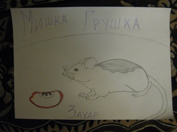 Фото «котячо-собачого» хіт-параду від Луцького зоопарку