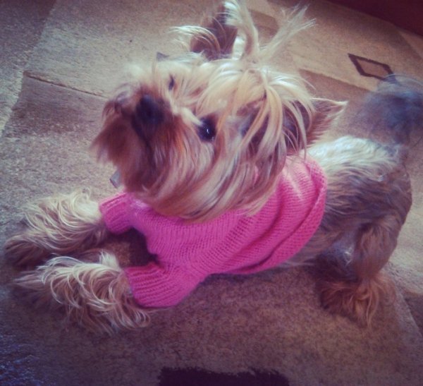 Фото «котячо-собачого» хіт-параду від Луцького зоопарку