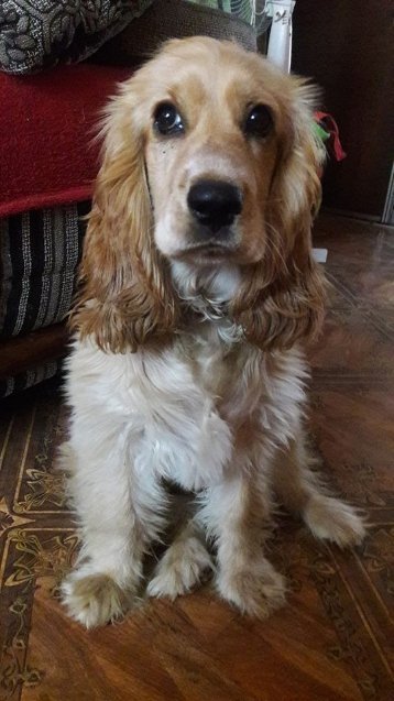 Фото «котячо-собачого» хіт-параду від Луцького зоопарку