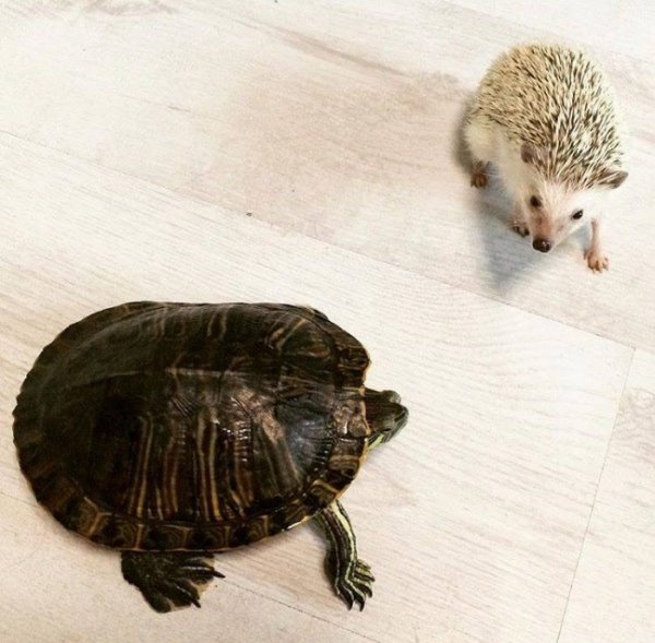 Фото «котячо-собачого» хіт-параду від Луцького зоопарку