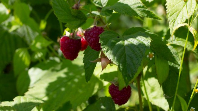 Спина каже «до побачення»: як у селі на Волині заробляють на вирощуванні малини. ВІДЕО