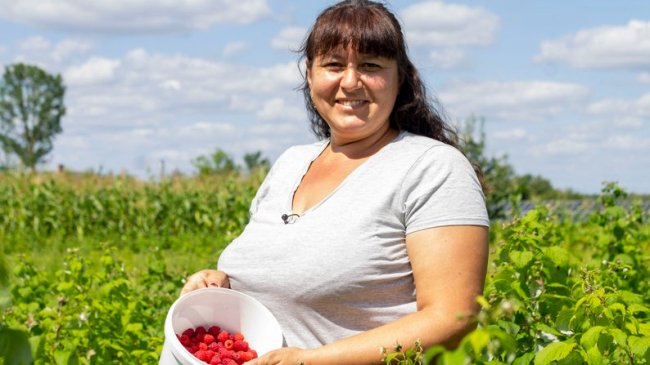 Спина каже «до побачення»: як у селі на Волині заробляють на вирощуванні малини. ВІДЕО