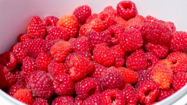 Спина каже «до побачення»: як у селі на Волині заробляють на вирощуванні малини. ВІДЕО