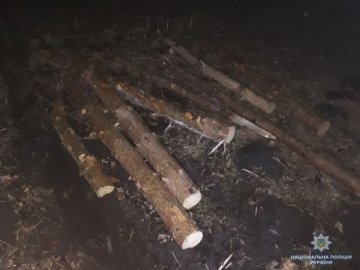 Двоє волинян можуть «сісти» на 3 роки до тюрми за крадіжку лісу