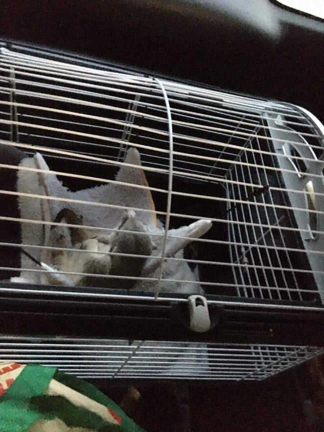 У Луцькому зоопарку – новий мешканець. ФОТО