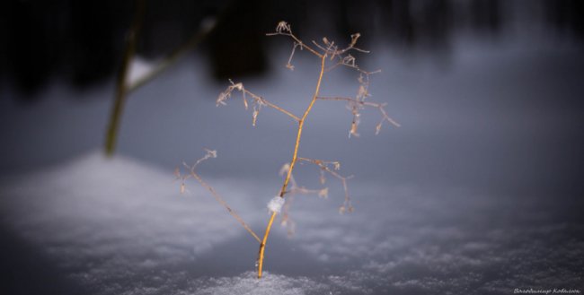 Показали красу зимового волинського лісу: чарівні фото