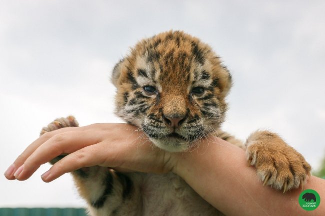 Клубочок щастя: у Луцькому зоопарку народилось тигреня. ФОТО