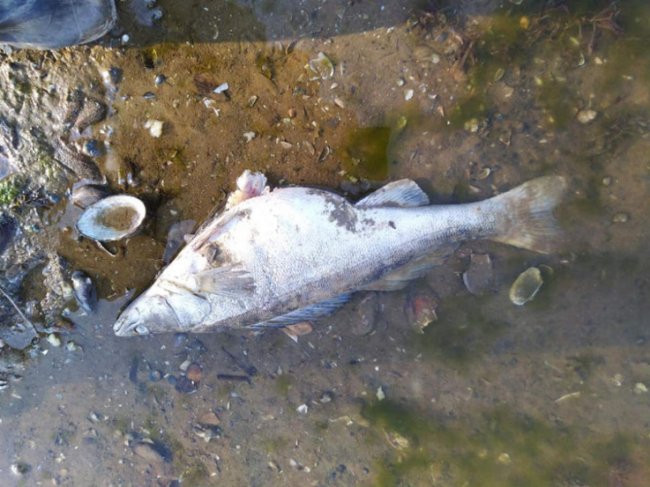 У Рожищенському районі – масова загибель риби. ФОТО
