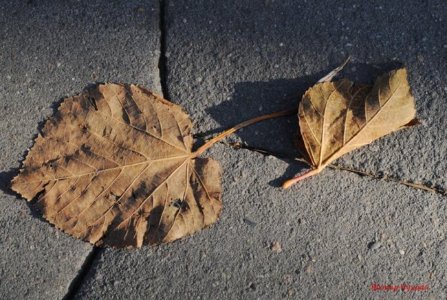 Листопад у Луцьку: соковиті фото