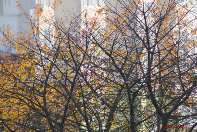 Листопад у Луцьку: соковиті фото