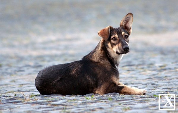 Пес на кафедральній бруківці