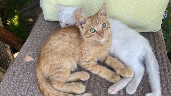 Волинянин на своїй мініфермі готовий прихистити евакуйованих тварин з областей, де тривають бойові дії