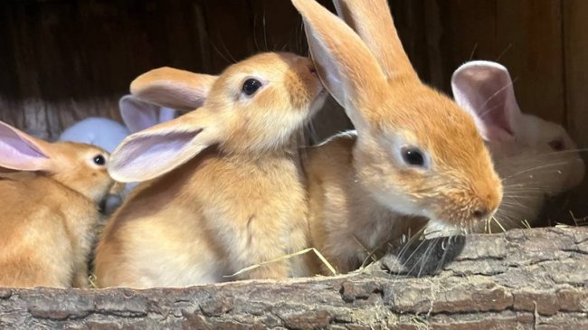 Волинянин на своїй мініфермі готовий прихистити евакуйованих тварин з областей, де тривають бойові дії