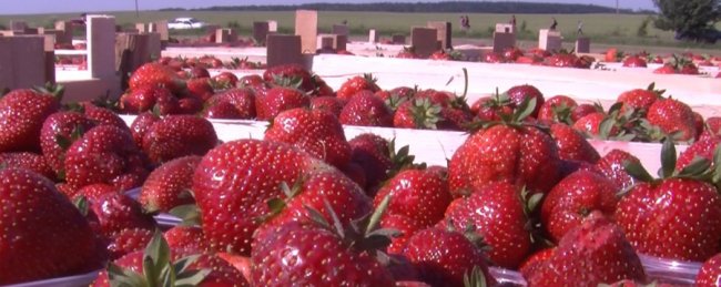 Заробляють, як у Польщі: у волинському селі люди вирощують плантації полуниць. ВІДЕО