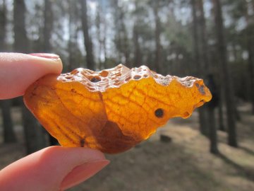 Ситуація із бурштином у Маневицькому районі контрольована, - РДА