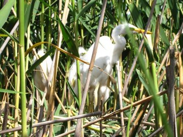 Показали різноманіття птахів «Цуманської пущі». ФОТО