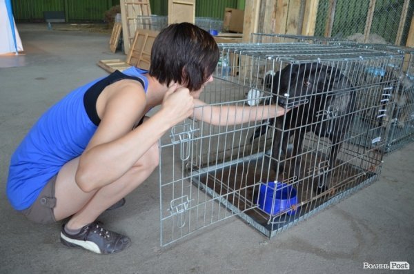 Як болгари каструють луцьких бродячих котів і собак. ФОТО